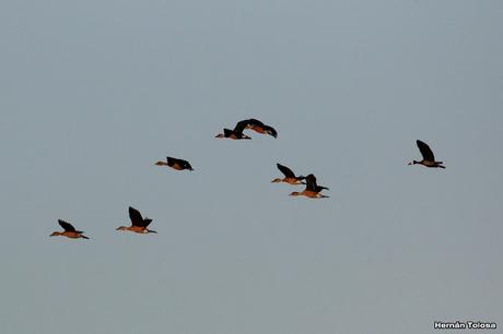 Gran Día Mundial (11 de mayo de 2024)