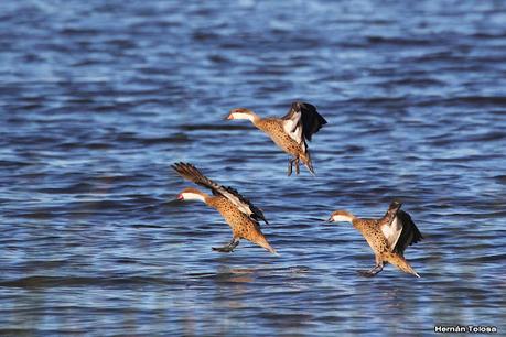 Gran Día Mundial (11 de mayo de 2024)