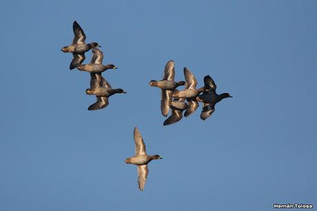 Gran Día Mundial (11 de mayo de 2024)