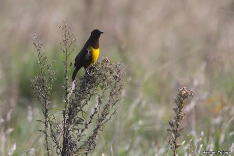 Gran Día Mundial (11 de mayo de 2024)