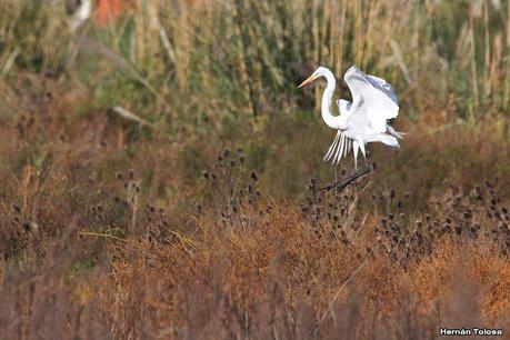 Gran Día Mundial (11 de mayo de 2024)