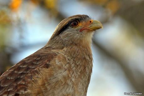 Gran Día Mundial (11 de mayo de 2024)