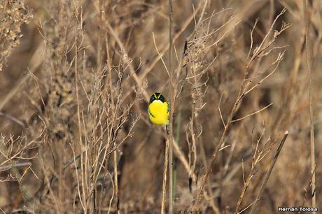 Gran Día Mundial (11 de mayo de 2024)
