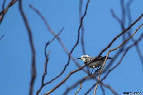 Gran Día Mundial (11 de mayo de 2024)