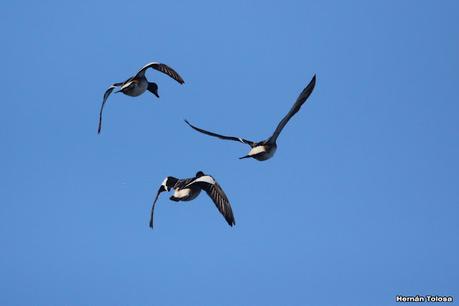 Gran Día Mundial (11 de mayo de 2024)