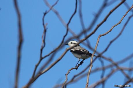 Gran Día Mundial (11 de mayo de 2024)