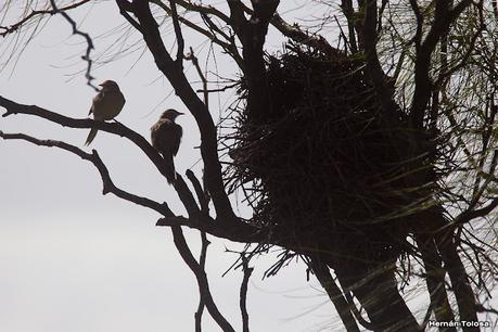 Gran Día Mundial (11 de mayo de 2024)