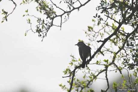 Gran Día Mundial (11 de mayo de 2024)