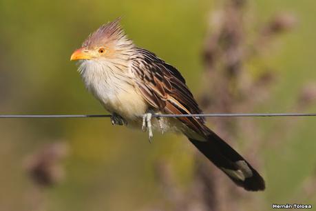 Gran Día Mundial (11 de mayo de 2024)