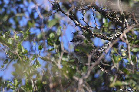 Gran Día Mundial (11 de mayo de 2024)