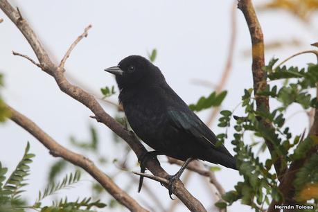 Gran Día Mundial (11 de mayo de 2024)