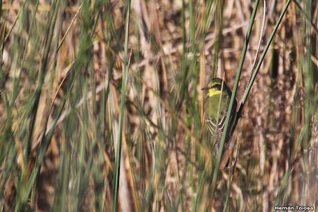 Gran Día Mundial (11 de mayo de 2024)