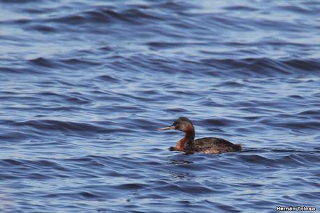 Gran Día Mundial (11 de mayo de 2024)
