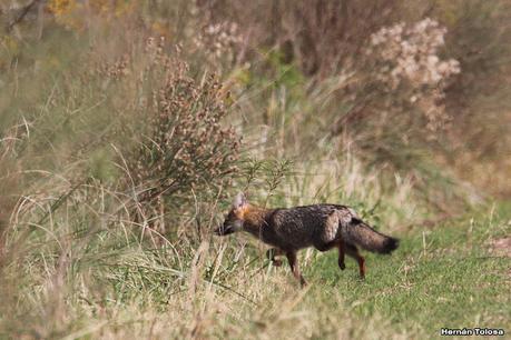 Gran Día Mundial (11 de mayo de 2024)