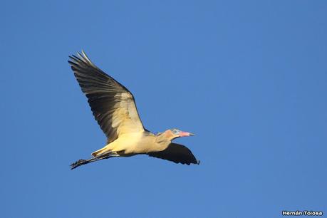Gran Día Mundial (11 de mayo de 2024)