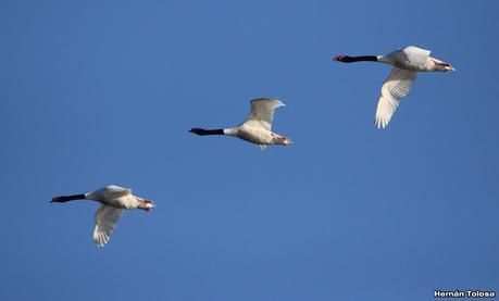 Gran Día Mundial (11 de mayo de 2024)