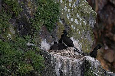 Cada año peor Cada año peor