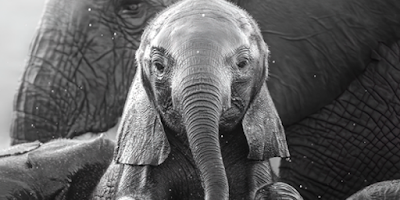 Salvemos los elefantes del Okavango.