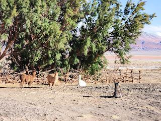 Catamarca Road Trip: 10 días de paisajes sorprendentes Catamarca Road Trip: 10 días de paisajes sorprendentes
