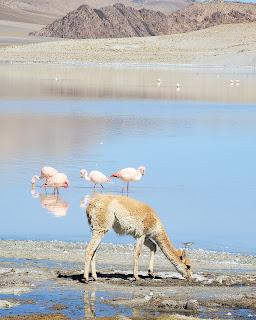 Catamarca Road Trip: 10 días de paisajes sorprendentes Catamarca Road Trip: 10 días de paisajes sorprendentes
