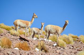 Catamarca Road Trip: 10 días de paisajes sorprendentes