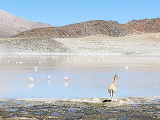 Catamarca Road Trip: 10 días de paisajes sorprendentes Catamarca Road Trip: 10 días de paisajes sorprendentes