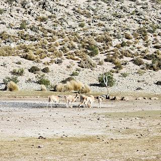 Catamarca Road Trip: 10 días de paisajes sorprendentes Catamarca Road Trip: 10 días de paisajes sorprendentes