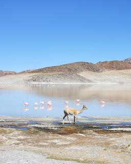 Catamarca Road Trip: 10 días de paisajes sorprendentes Catamarca Road Trip: 10 días de paisajes sorprendentes