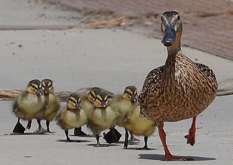 Guiando a los pollos