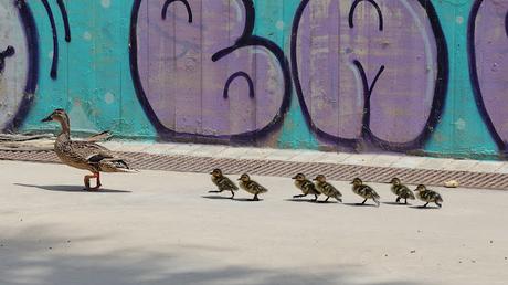 Guiando a los pollos