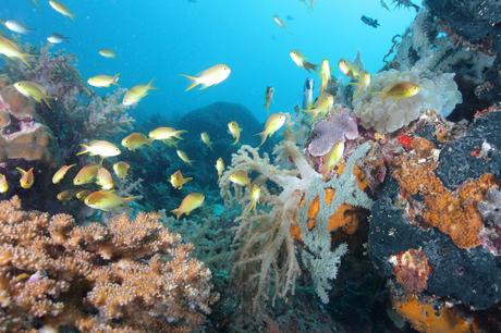 15 mejores cosas para hacer en Mactan Island (Filipinas) Buceo en Mactan