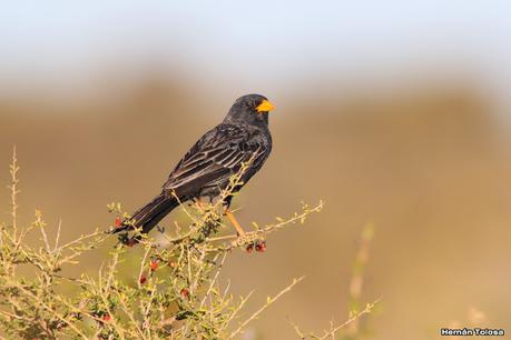 Faro Belén (diciembre 2022)