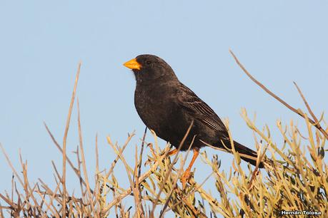 Faro Belén (diciembre 2022)