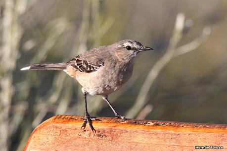 Faro Belén (diciembre 2022)