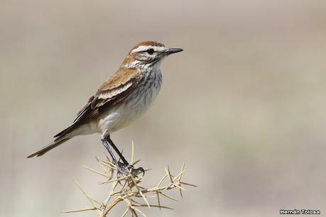 Faro Belén (diciembre 2022)