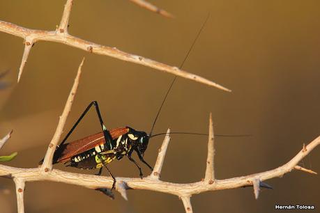 Faro Belén (diciembre 2022)
