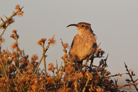 Faro Belén (diciembre 2022)