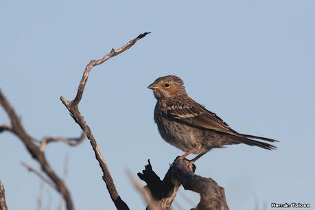 Faro Belén (diciembre 2022)