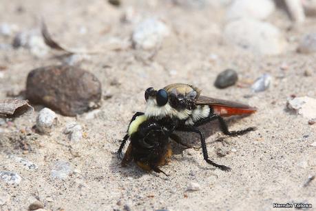 Faro Belén (diciembre 2022)