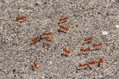 Faro Belén (diciembre 2022)