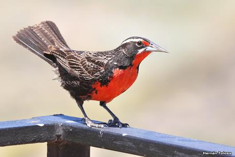 Faro Belén (diciembre 2022)