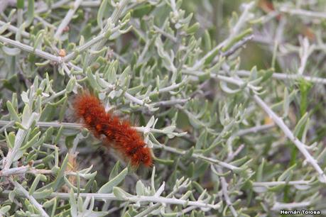 Faro Belén (diciembre 2022)