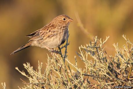 Faro Belén (diciembre 2022)