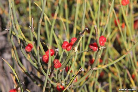 Faro Belén (diciembre 2022)