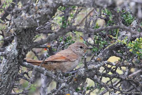 Faro Belén (diciembre 2022)