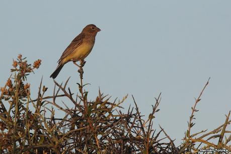 Faro Belén (diciembre 2022)