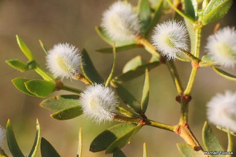 Faro Belén (diciembre 2022)