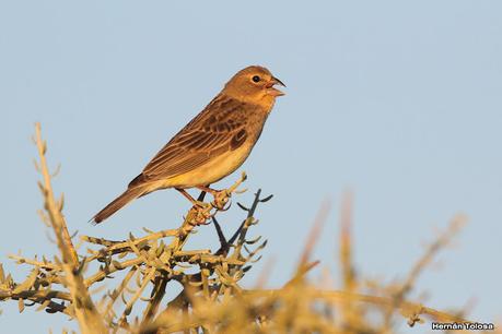 Faro Belén (diciembre 2022)