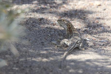 Faro Belén (diciembre 2022)