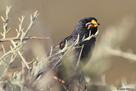 Faro Belén (diciembre 2022)